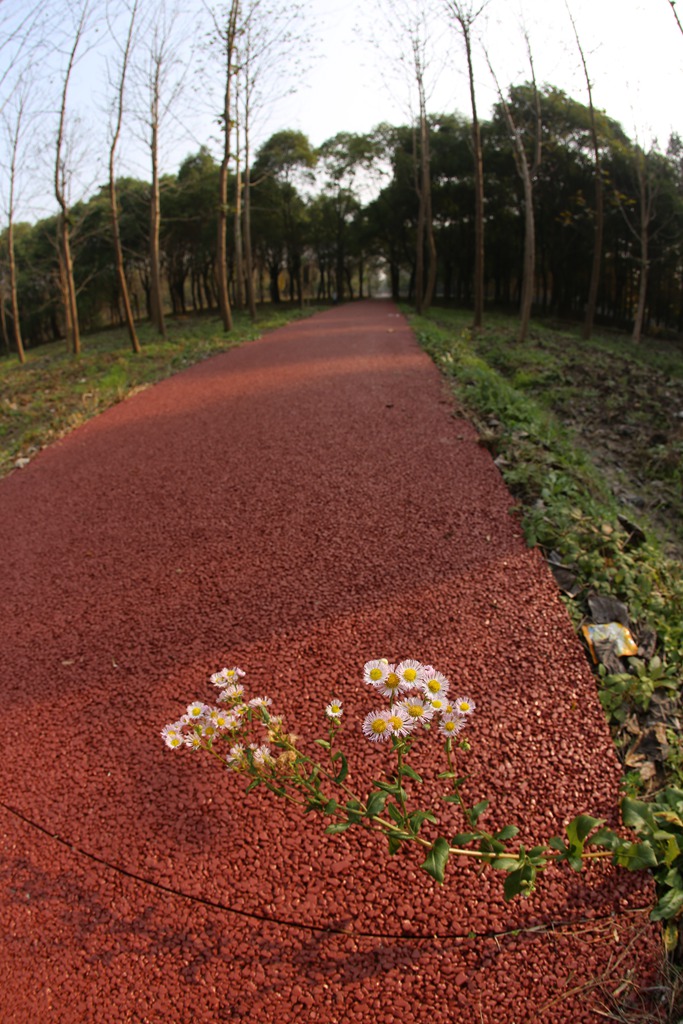 崇明三星镇育德村委市民健身步道.JPG